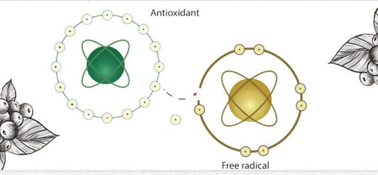 The Science Behind Antioxidant Fruit Juice & Total Body Protection